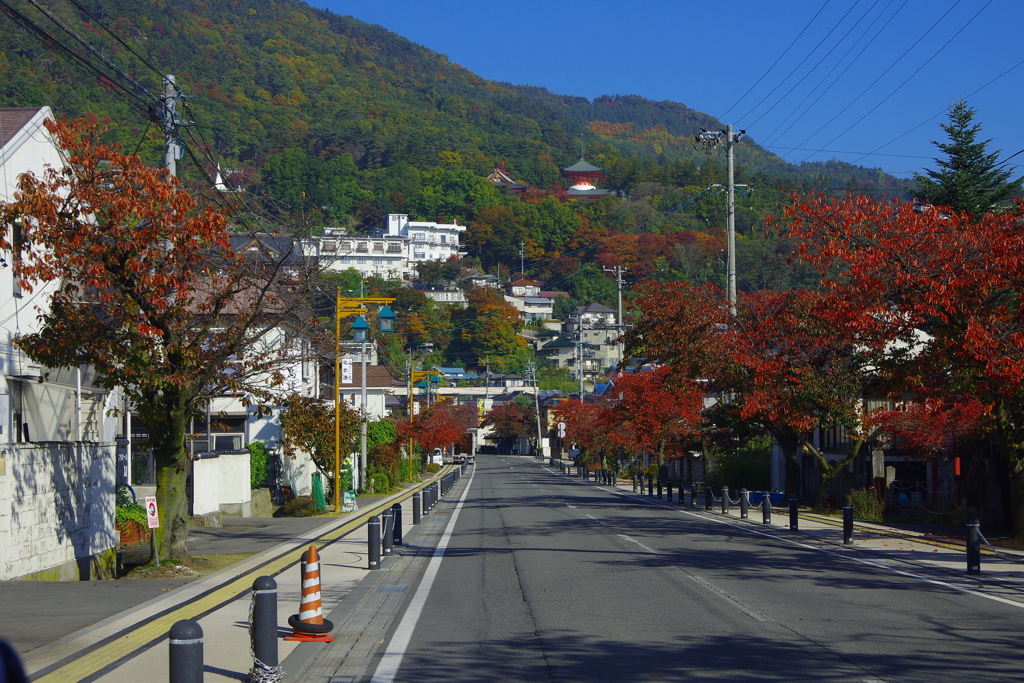 戸隠への道～紅葉の桜並木