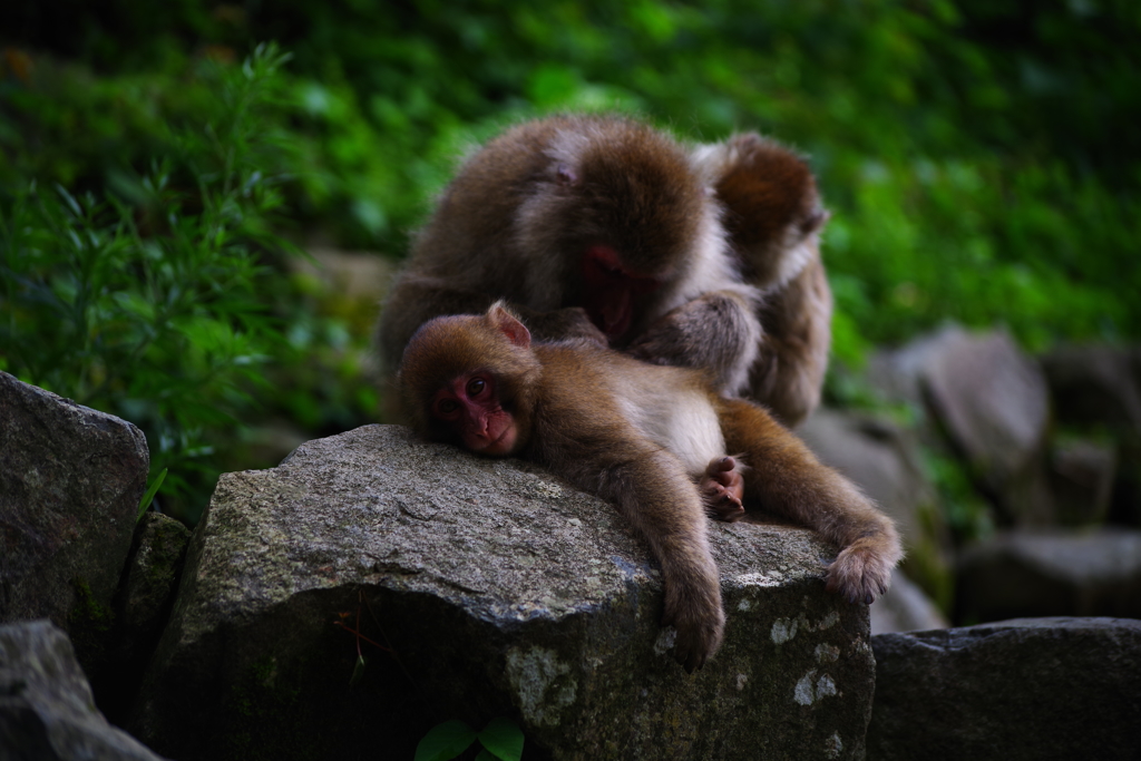 姫、どこか痒いところはありませんか～(￣｡￣;)
