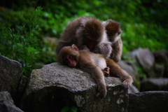 姫、どこか痒いところはありませんか～(￣｡￣;)