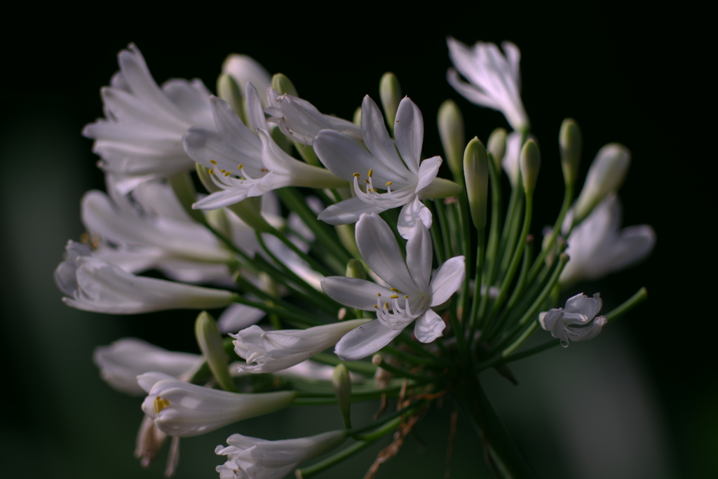 愛の花を咲かせて・・・