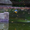 鳥になって♬