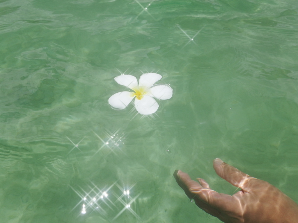 煌めき輝く神の宿る花♪。.:＊・゜