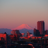 しずくpink　朝陽に煌めいて