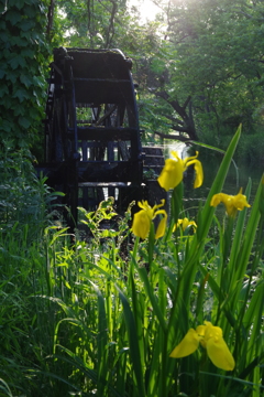 望郷・初夏の夕暮れ　黄菖蒲の花咲く水車小屋