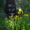望郷・初夏の夕暮れ　黄菖蒲の花咲く水車小屋