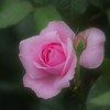 pretty　pink♪。.:＊・゜