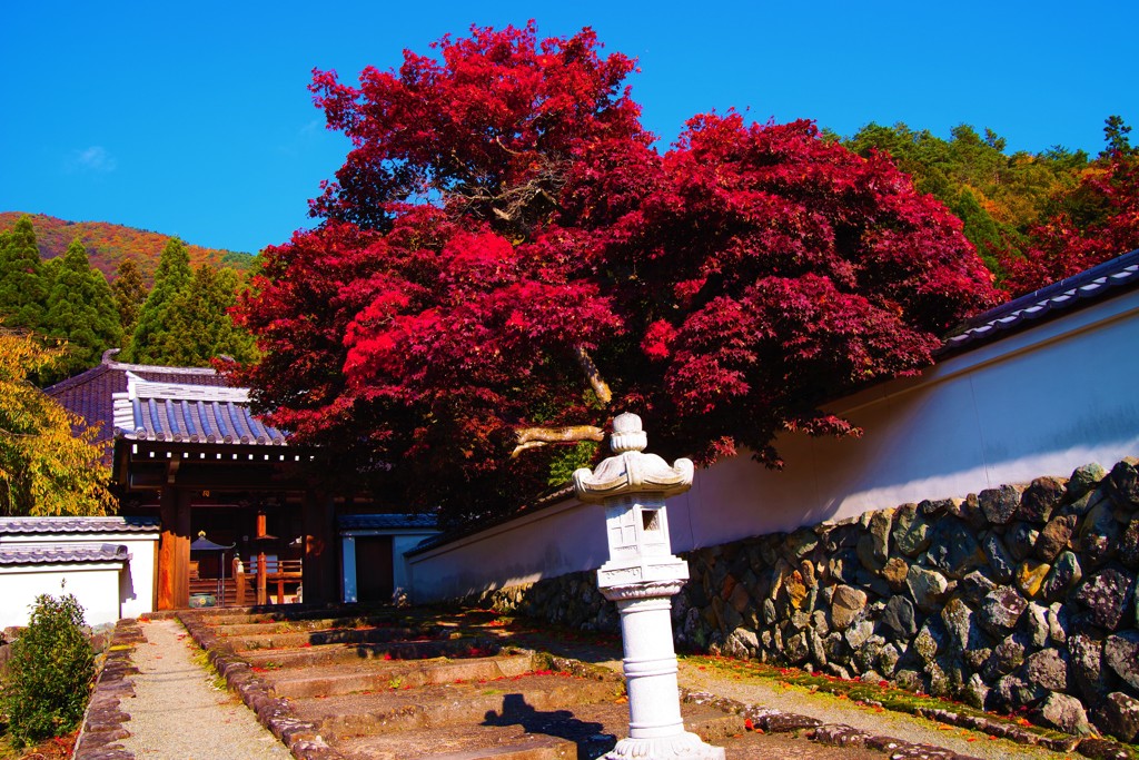 碧空に萌えて～清水寺～