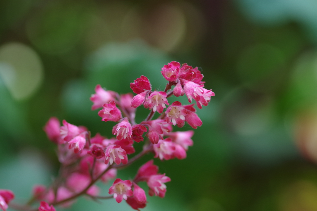 しずくpink　ちいさな恋