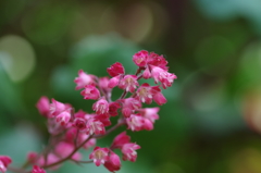 しずくpink　ちいさな恋