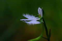 美翼・白鷺の舞