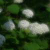 煌めいてときめいて