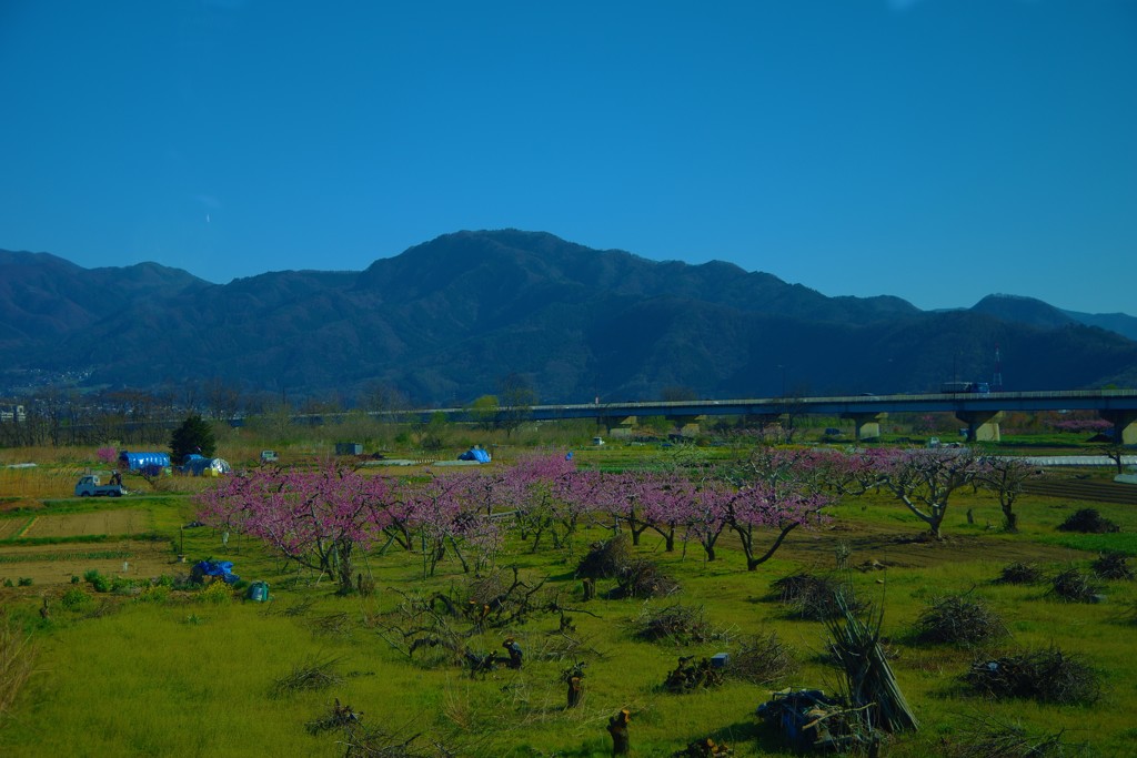 山と生きる・桃の花咲く春～，゜．：。＋゜