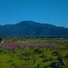 山と生きる・桃の花咲く春～，゜．：。＋゜