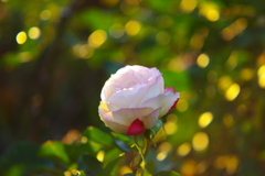 bright morning