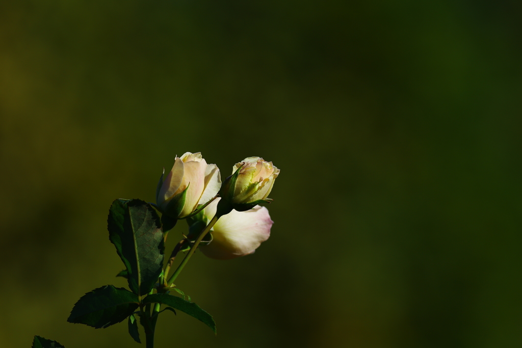 新世界・永遠（とわ）に続く幸せを・・・