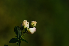 新世界・永遠（とわ）に続く幸せを・・・