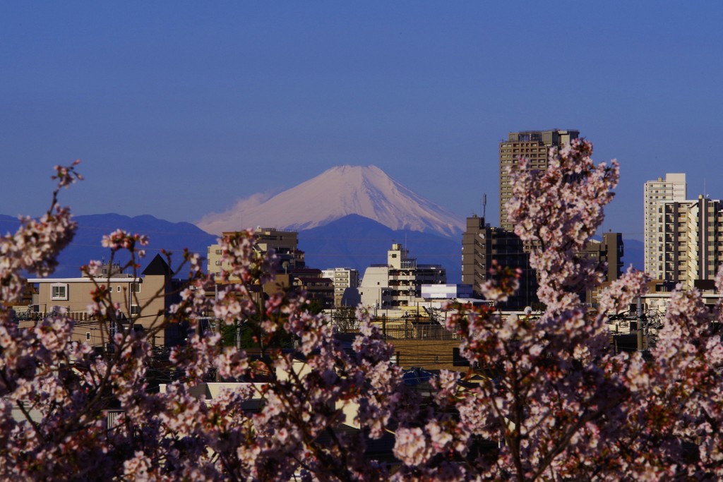 富士桜♪。.:＊・゜