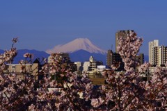 富士桜♪。.:＊・゜