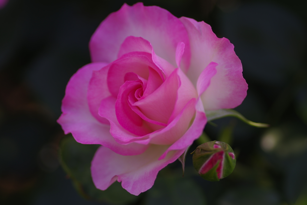 しずくpink　あなたにSmile♡