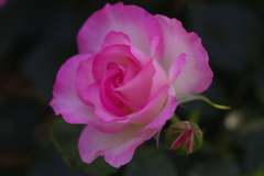 しずくpink　あなたにSmile♡