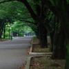green　oasis1