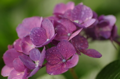 rain2
