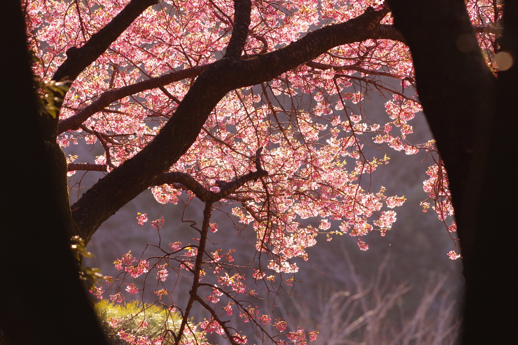 薄紅色の記憶。