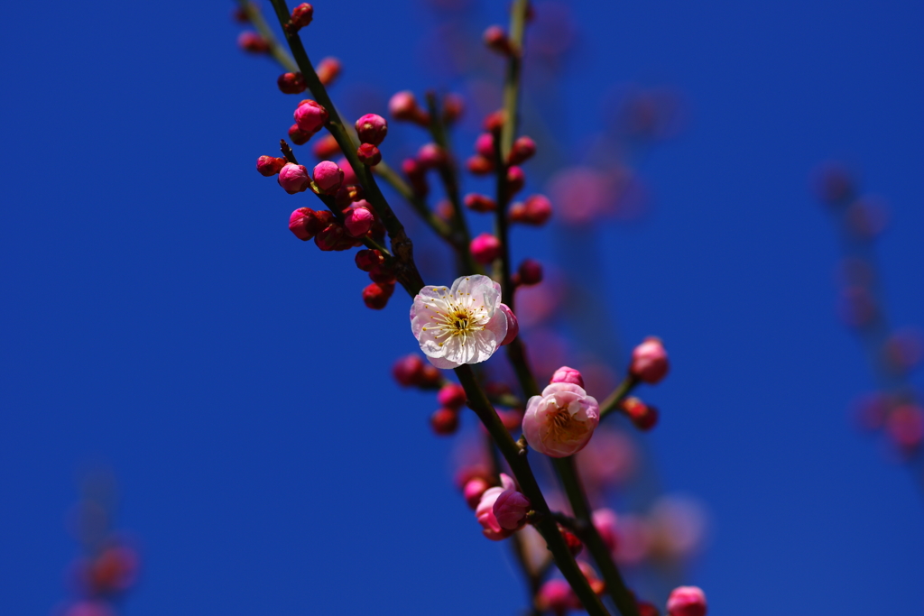 しずくpink　君と見た花・・・