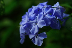 しずくBlue　いつもあなたのそばで・・・