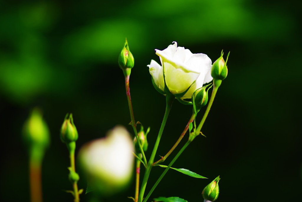 Pure　Heart☆。.:＊・゜