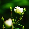 Pure　Heart☆。.:＊・゜