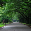 green　oasis2
