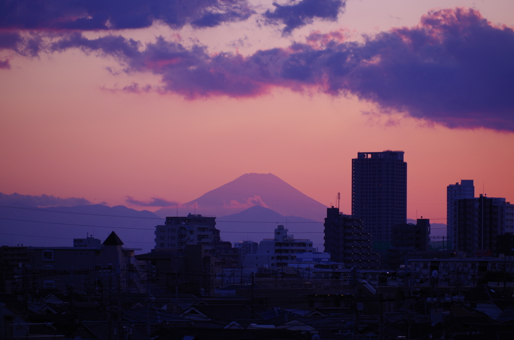 恋色桜色