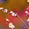 君と見るうららかな〝はる〟の夢