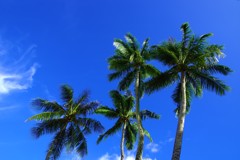 しずくBlue　風に靡くPalm trees♬*.+゜