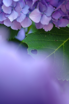 紫陽花の中に見つけたLOVE（愛）