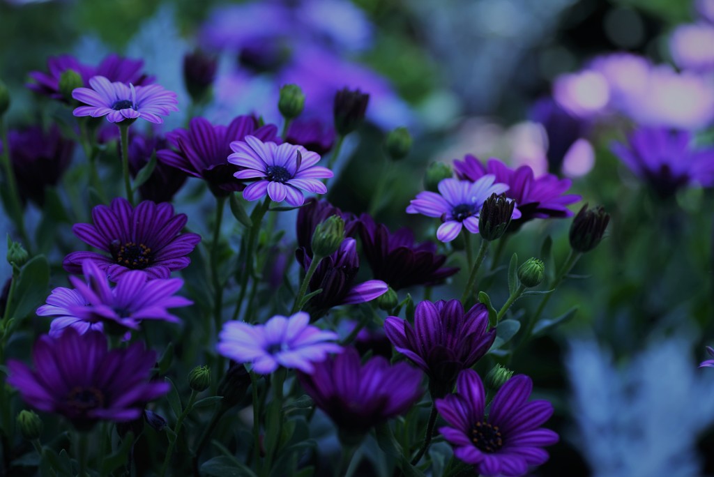 Good night sweet heart，゜．：。＋゜