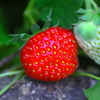 真っ赤ないちごちゃん