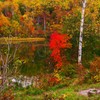 深まる秋を愛でる～丸池～