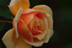 I hope you will dream a nice dream