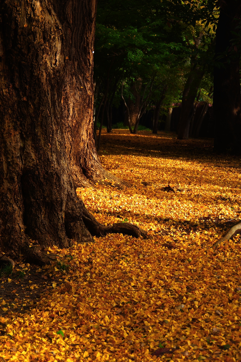 黄金色・深秋。