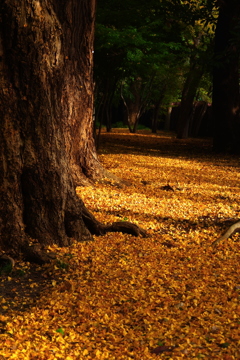 黄金色・深秋。