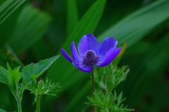 しずくblue　いつもあなたをみつめてる