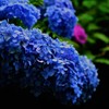 しずくblue　煌めく雨上がりの碧