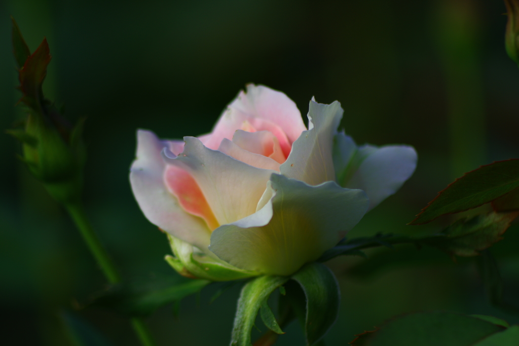 Good Night・・・☆