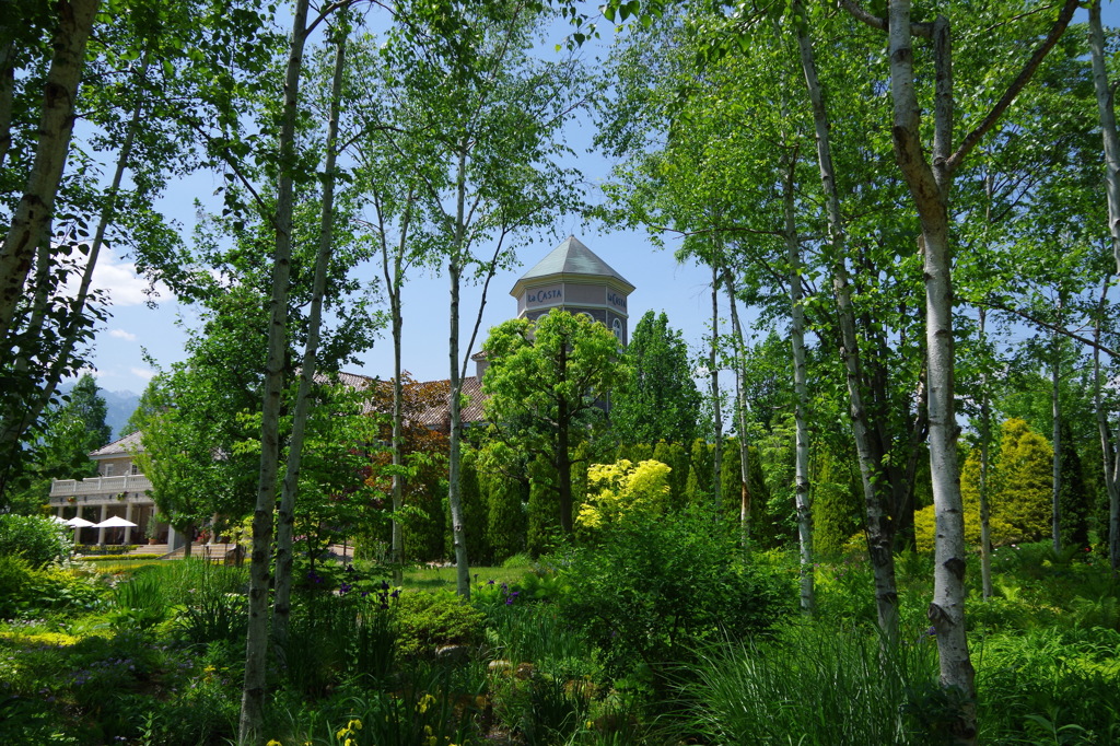 白樺の木立から