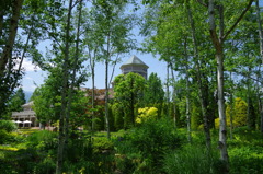 白樺の木立から