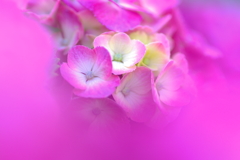 dream which is later to come true