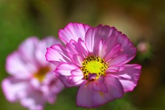 しずくpink　Smile•*¨*•.¸¸♬