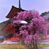 寄り添う〝はる〟♪。.:＊・゜